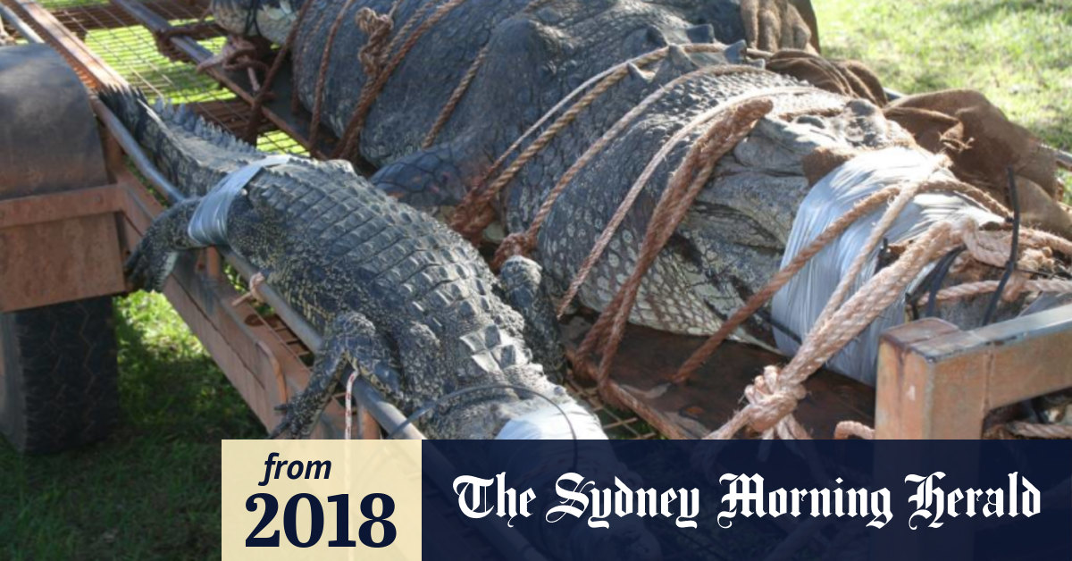 Big saltwater crocodile clearance
